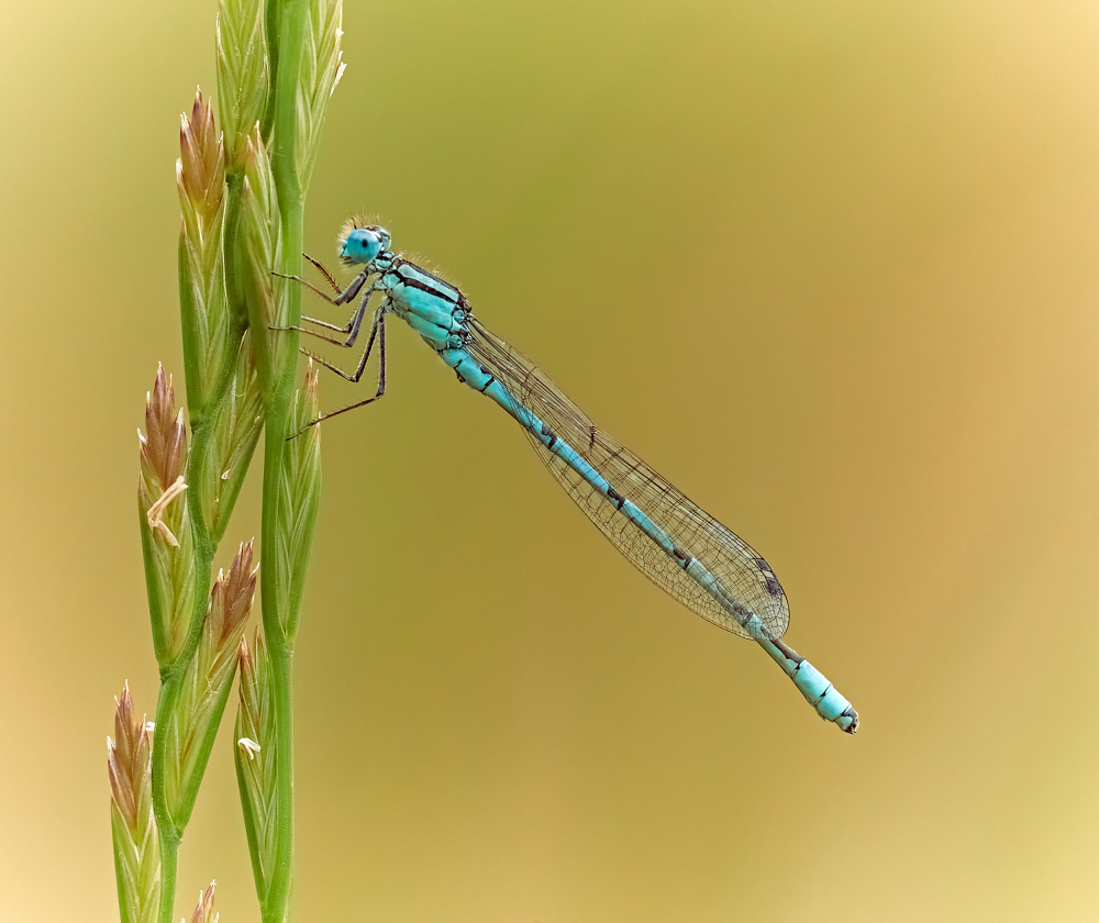 Delicate Damsel von Stuart Williams