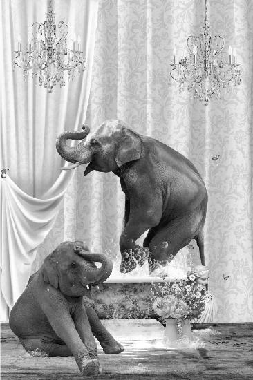 Elephants &amp; Bubbles Black &amp; White