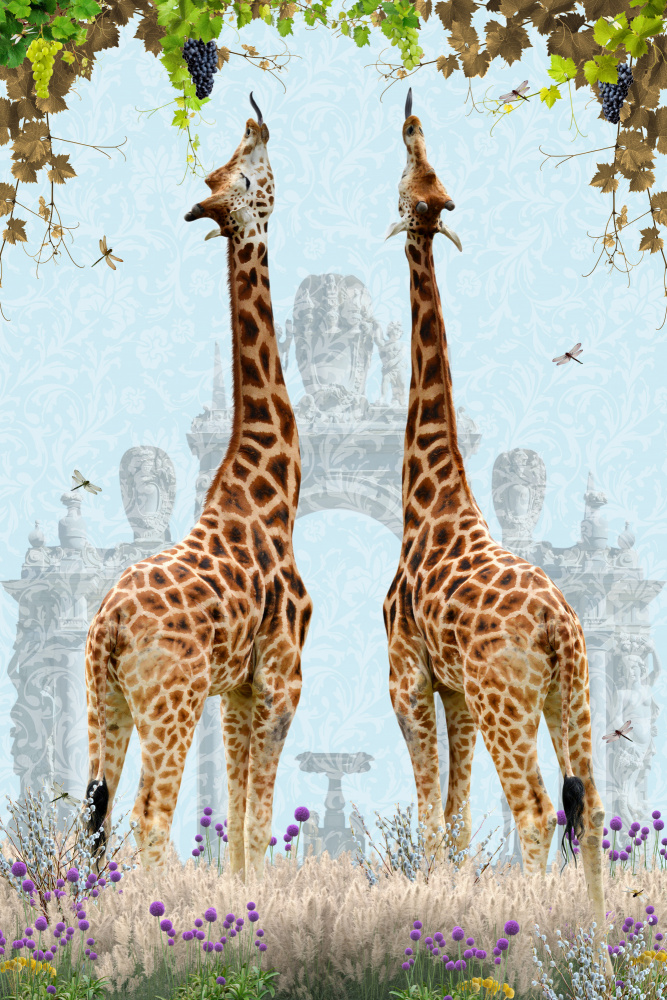 Giraffes enjoying Grapes von Sue Skellern