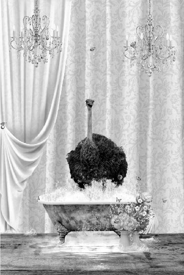 Ostrich &amp; Bubbles Black &amp; White