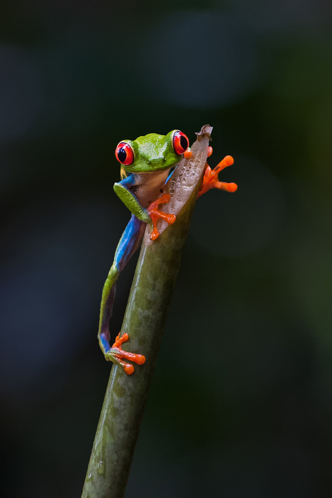 Ready To Jump von sufang wang