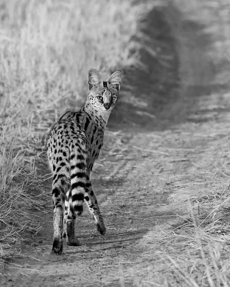 Serval von sufang wang