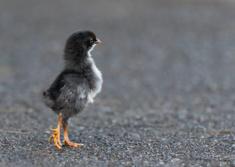 Where Did Mom Go? von sufang wang