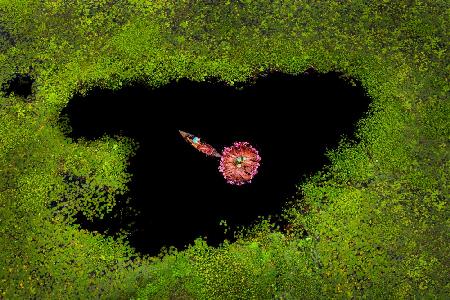 Harvesting Waterlily