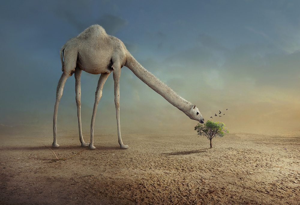 Camel and Tree von sulaiman almawash