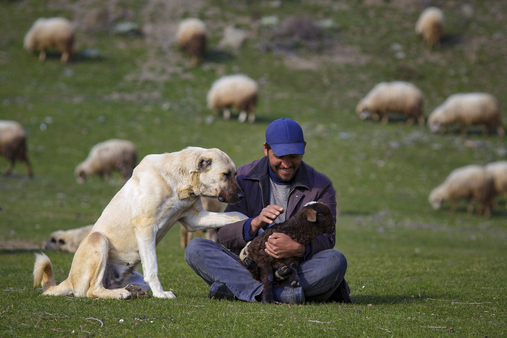 animal love von suleyman uzumcu