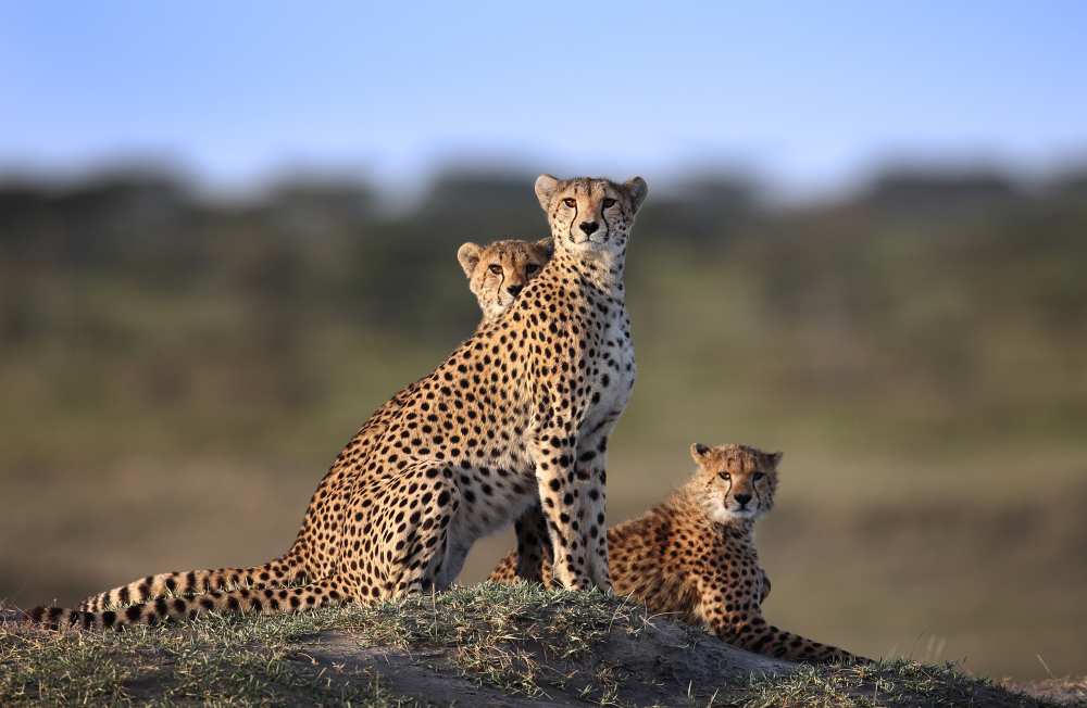 Cheetahs Family von Sultan Sultan Al