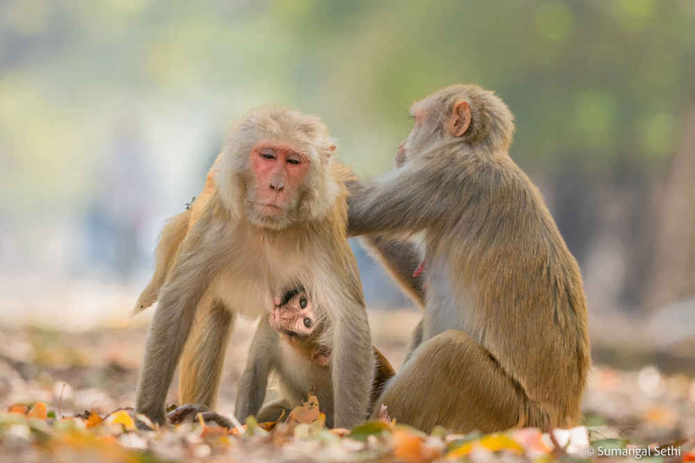 The Monkey Family von Sumangal Sethi