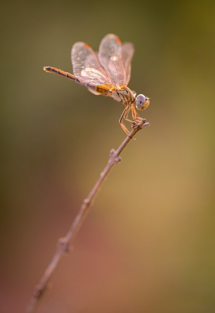 Dragonfly von Sumit Dhuper