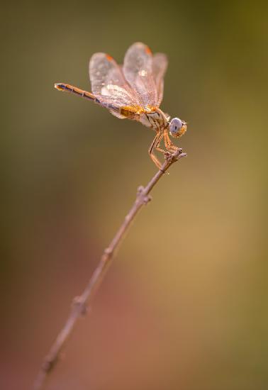 Dragonfly