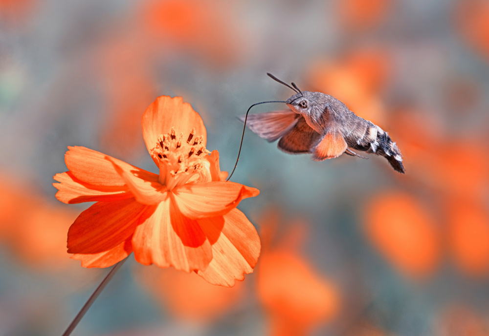 Hummingbird Hawk-moth von Summer2016