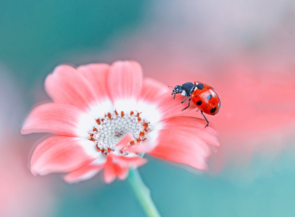 ladybug von Summer2016