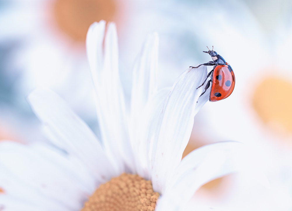 Ladybug von Summer2016