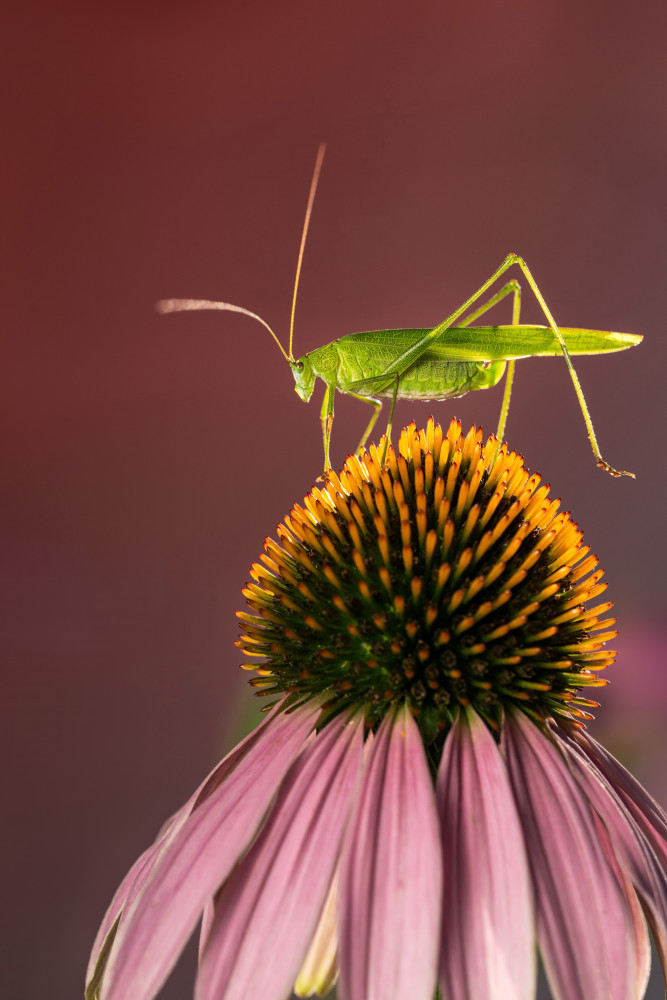 Mecopoda elongata von Summer2016