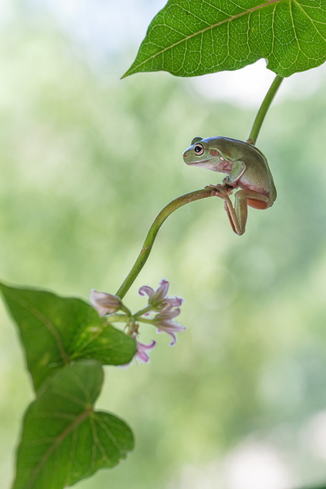 Curious tree frog von Summer2016