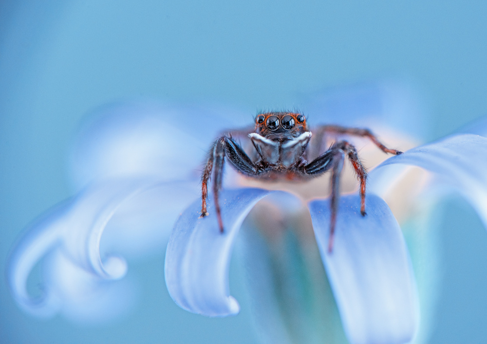 Jumping spider von Summer2016