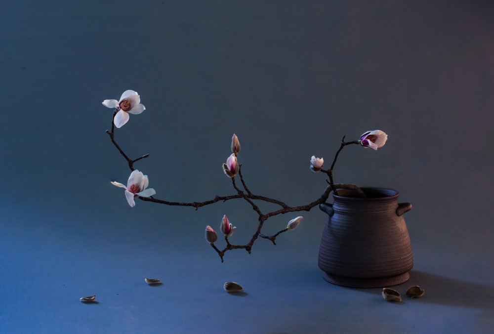 Still life Magnolia flowers von Summer2016