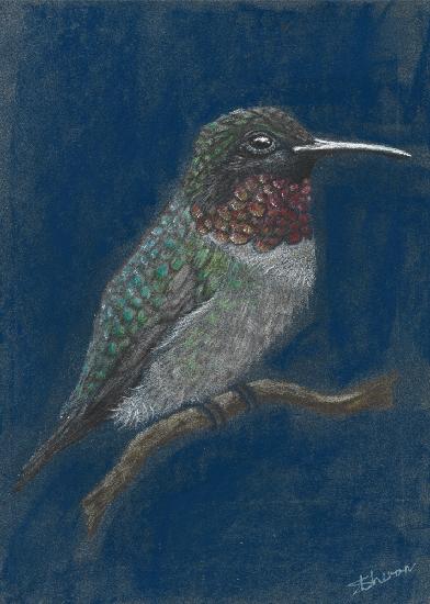 Hummingbird