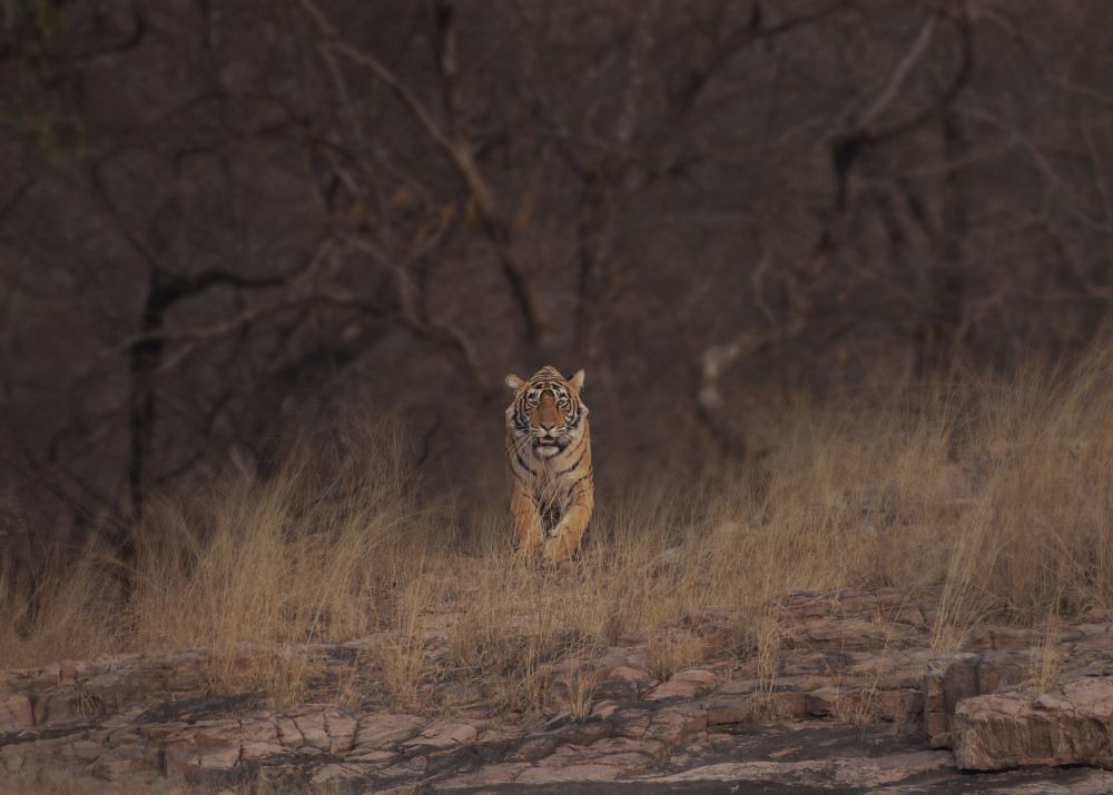 Emerging queen von Sunil Manikkath