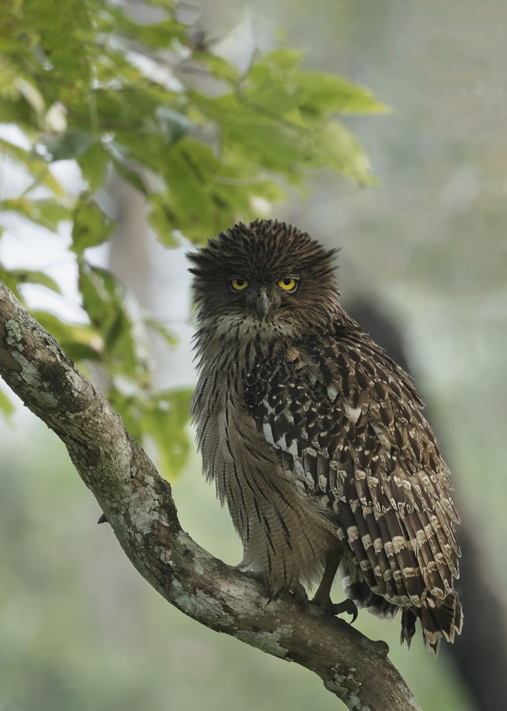 Brown fish owl ???? von Sunil Manikkath