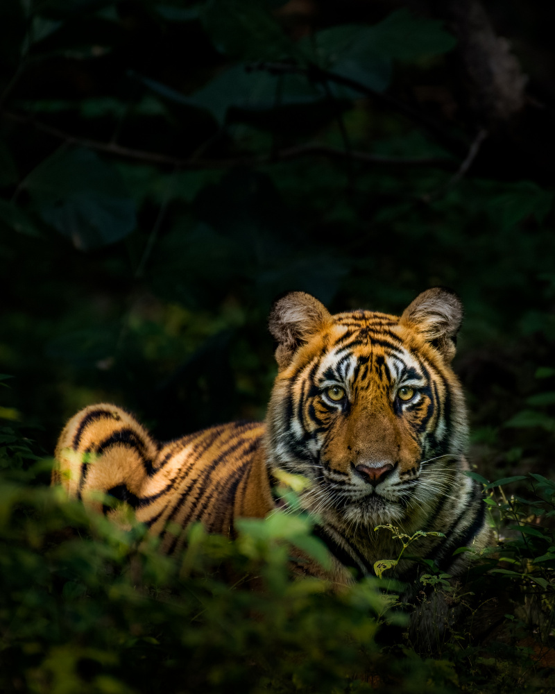 The Angry Look von Sunny Saha Pramanick