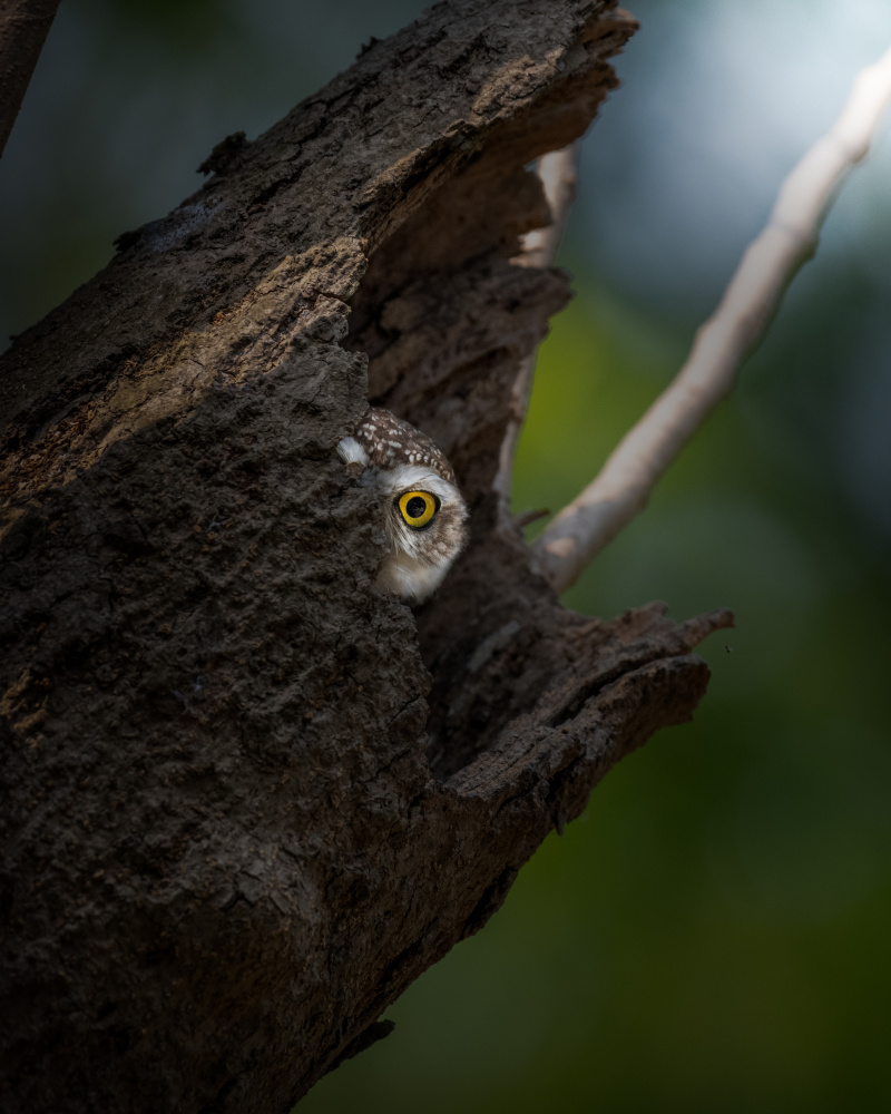 Peekaboo! von Sunny Saha Pramanick