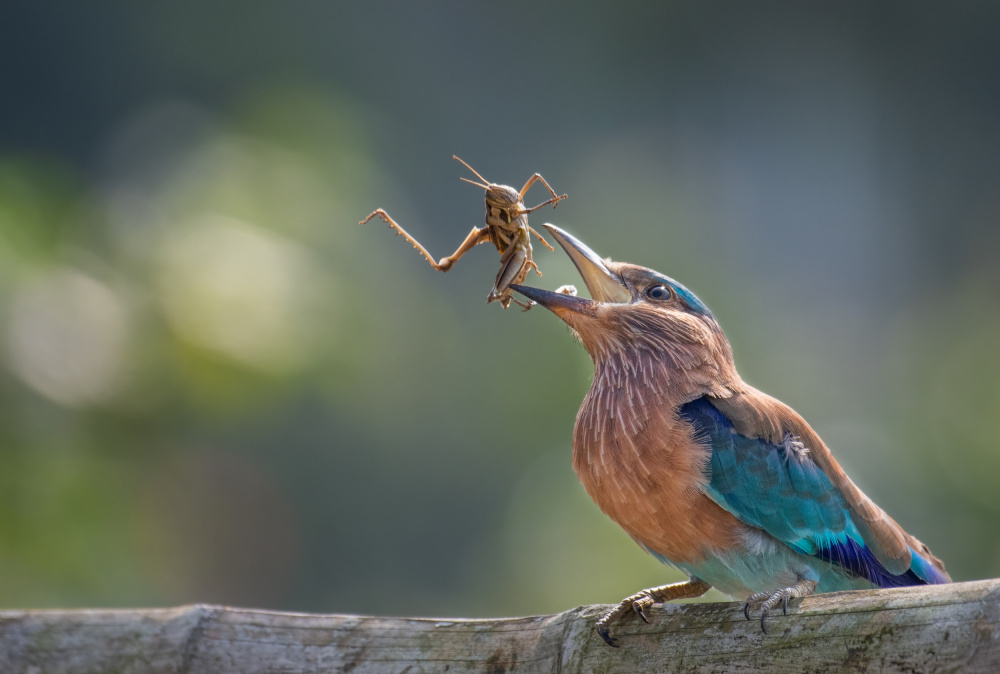 Toss Time von Sunny Saha Pramanick