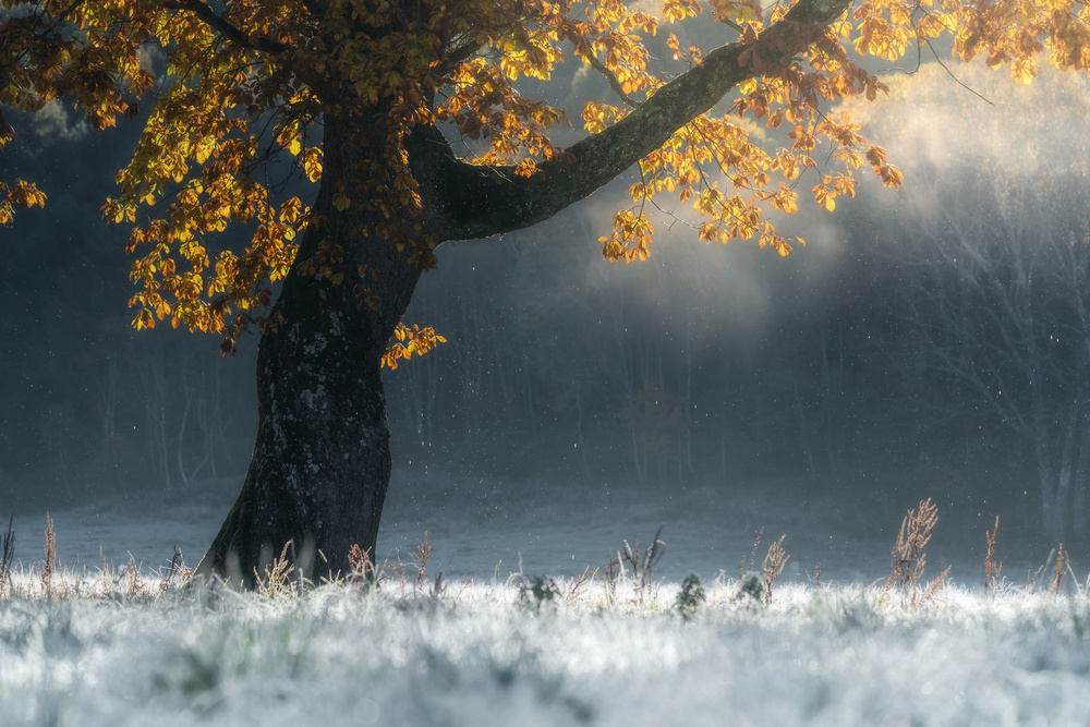 Morning breath von SUNTARARAK SAOWANEE