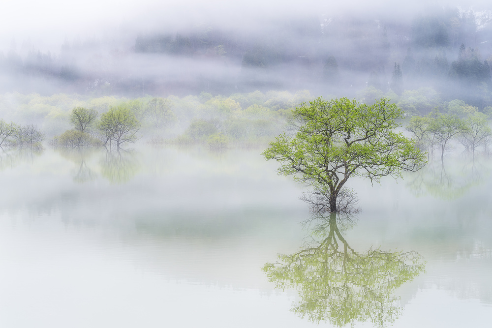 Dreamy tree von SUNTARARAK SAOWANEE