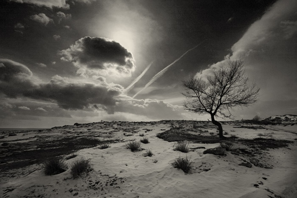 Cloud and Tree von Suren Manvelyan