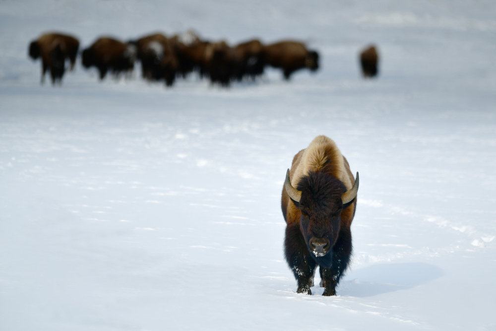 ALPHA MALE BISON von Surjanto Suradji