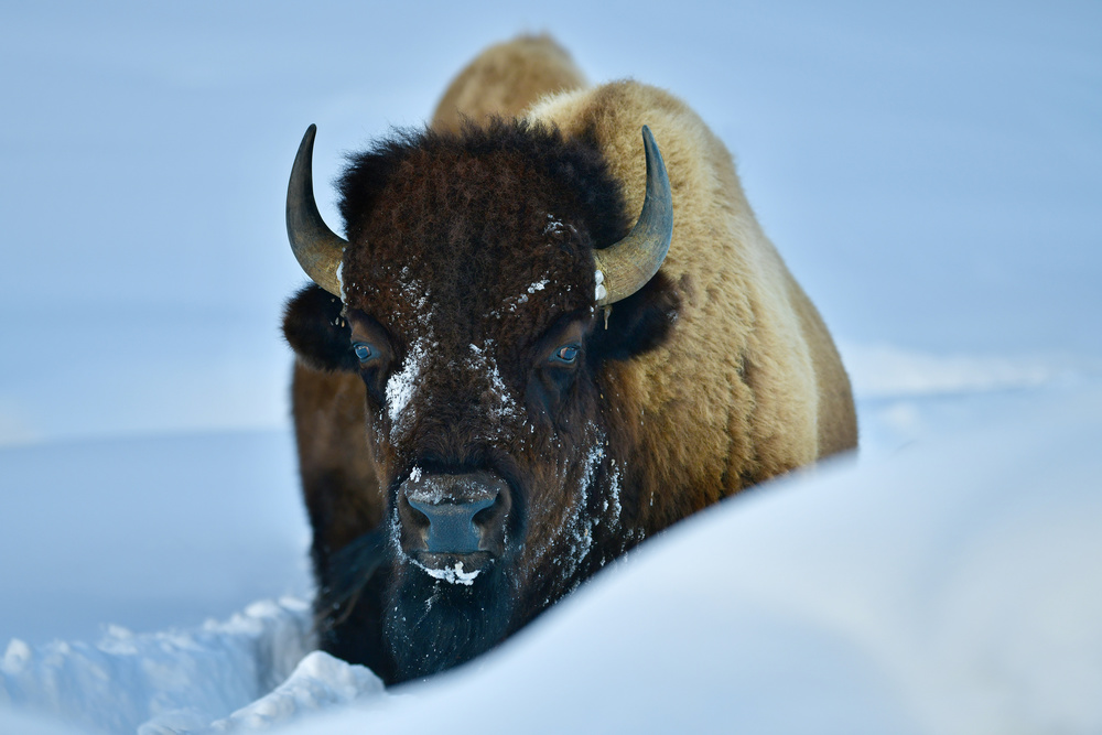 WINTER BISON von Surjanto Suradji