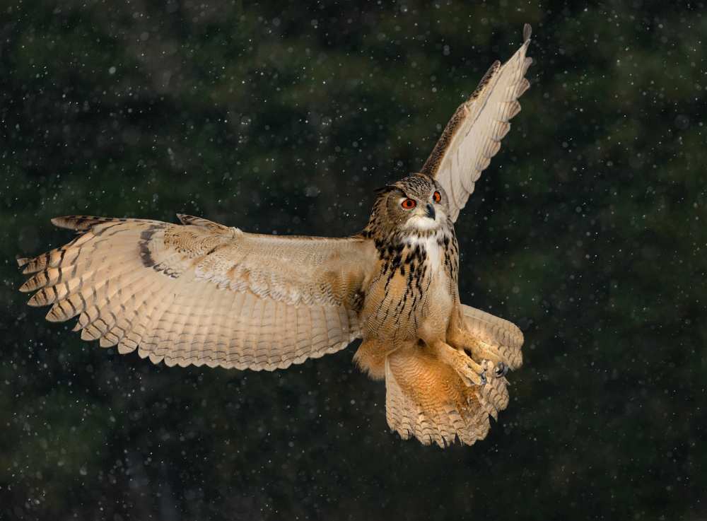 Eurasian Eagle Owl von Susan Breau