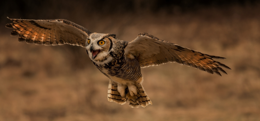 Great Horned Owl von Susan Breau