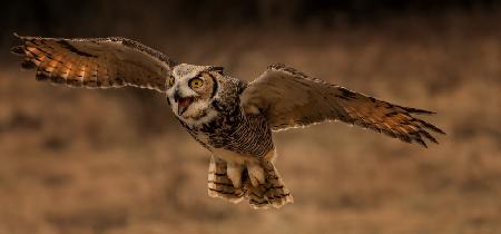 Great Horned Owl