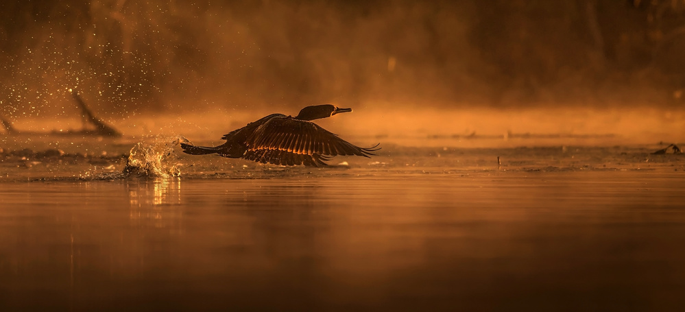 Cormorant at Sunrise von Susan Breau