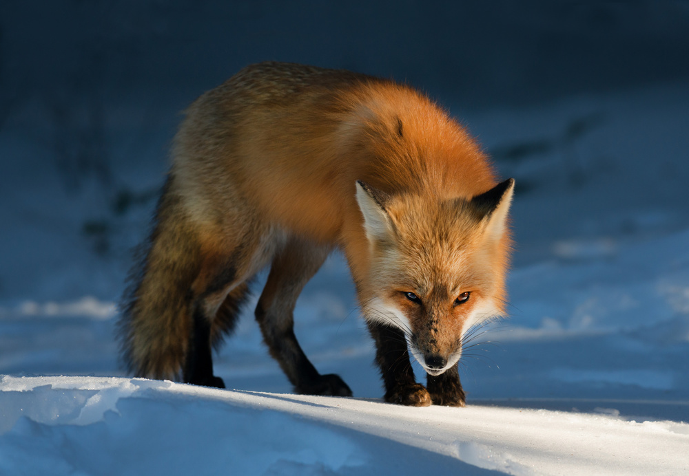 Red Fox von Susan Breau