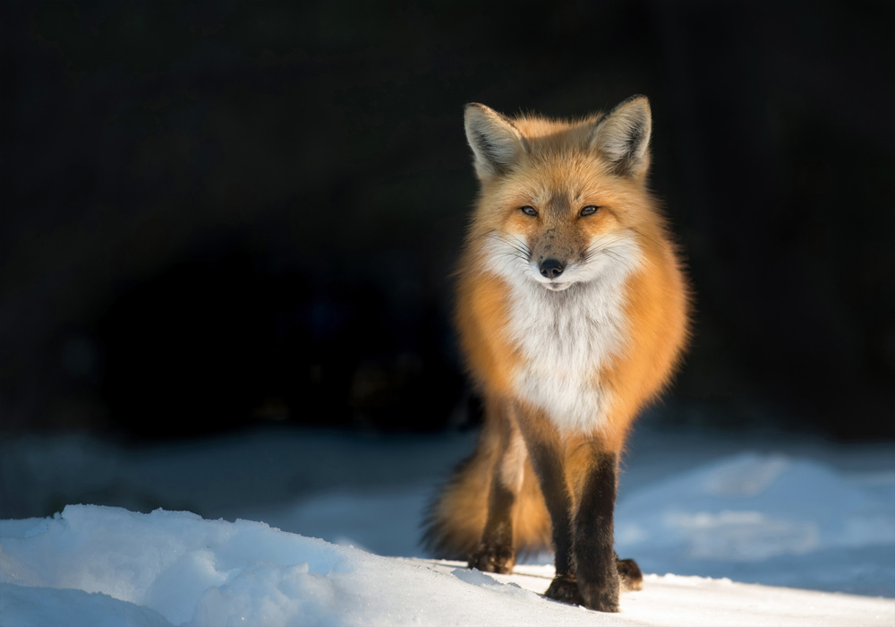 Red Fox at Sunset von Susan Breau