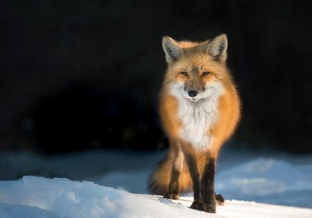 Red Fox at Sunset