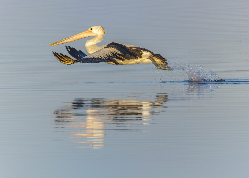 Take-off from the water von Susan Moss