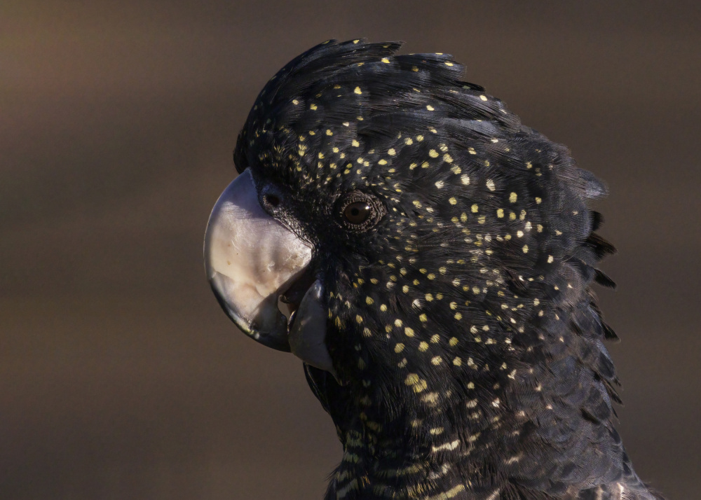 Close up to a Cockatoo von Susan Moss