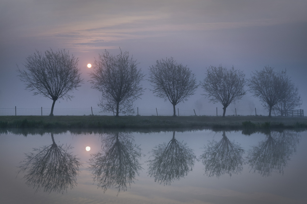 5 Trees von Susanne Landolt