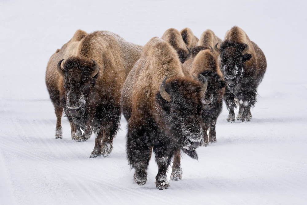 The herd von Susanne Landolt