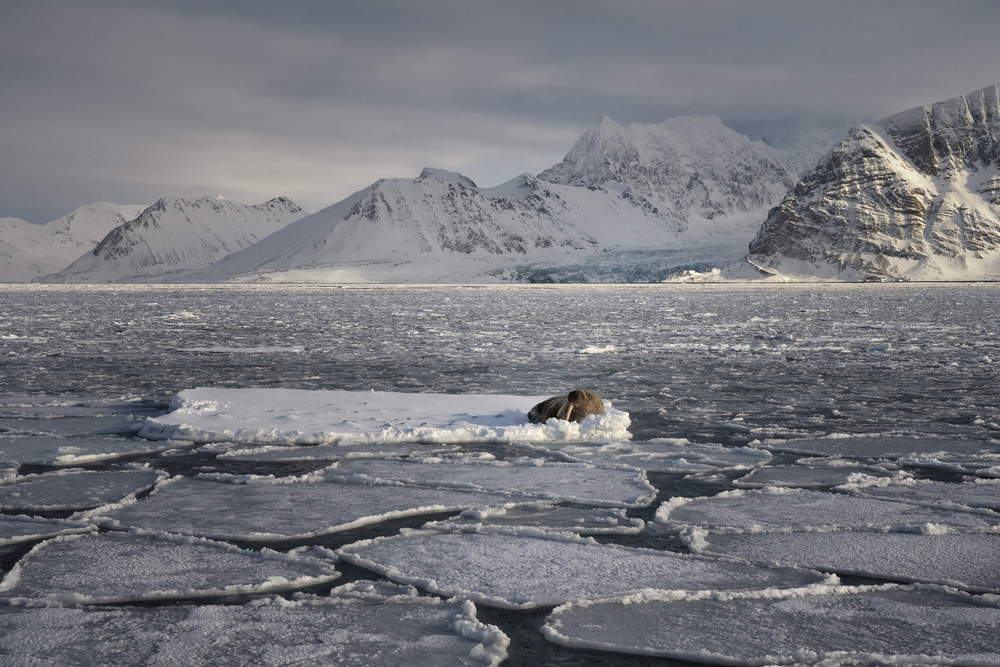 In the fjord von Susanne Landolt