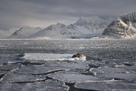 In the fjord