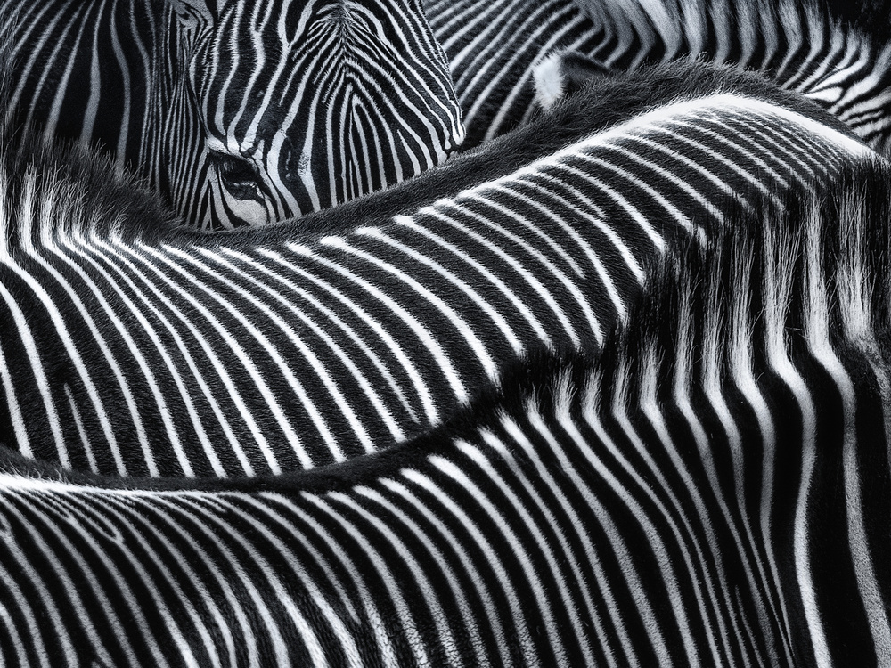 Lost in stripes von Susanne Landolt