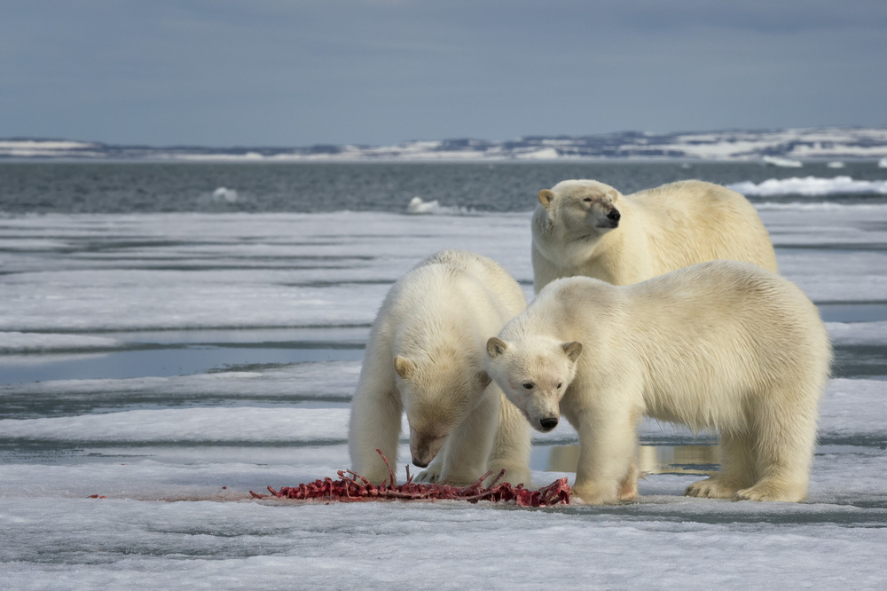 Mother with cubs von Susanne Landolt