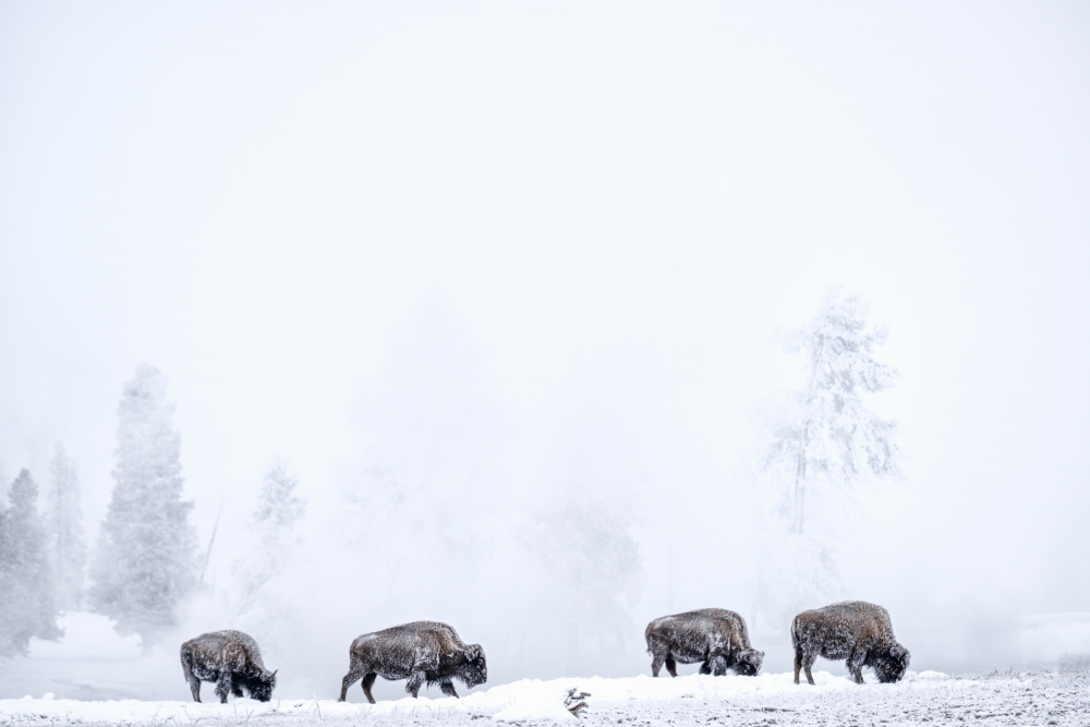 Four bisons von Susanne Landolt