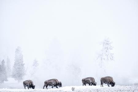 Four bisons