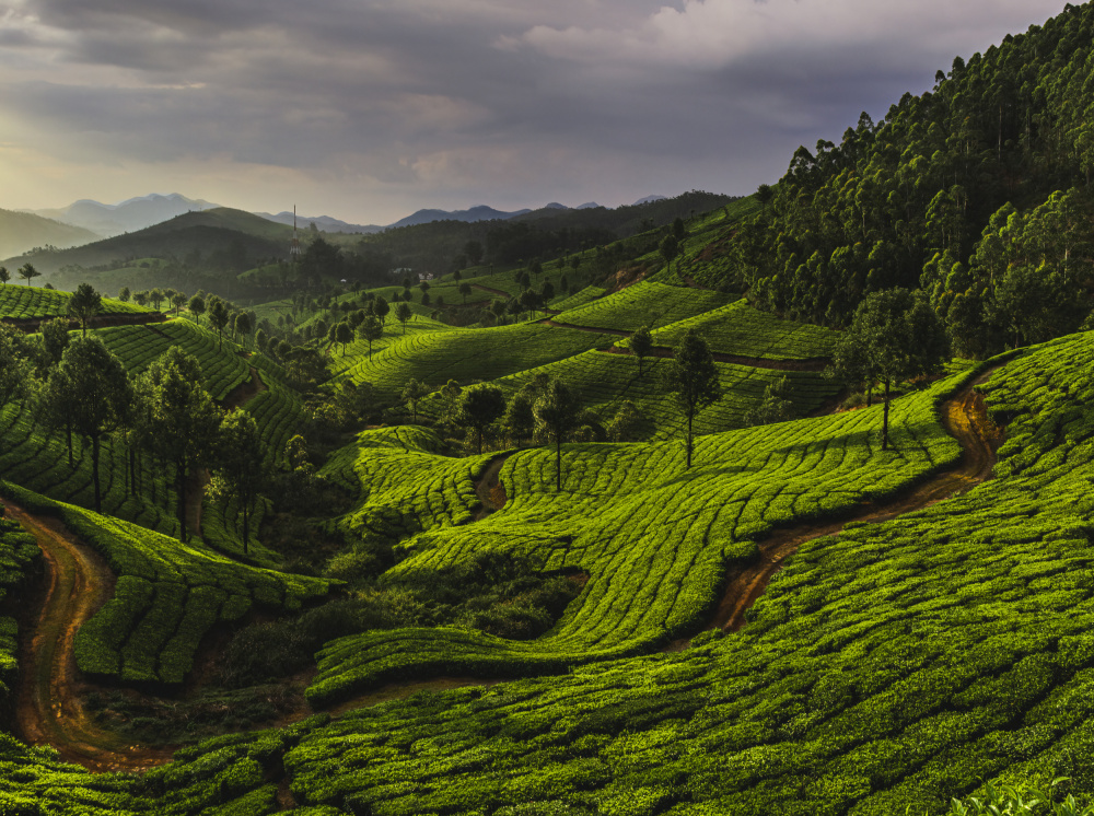 Snaking Path On Rolling Hills von Susheel Marcus